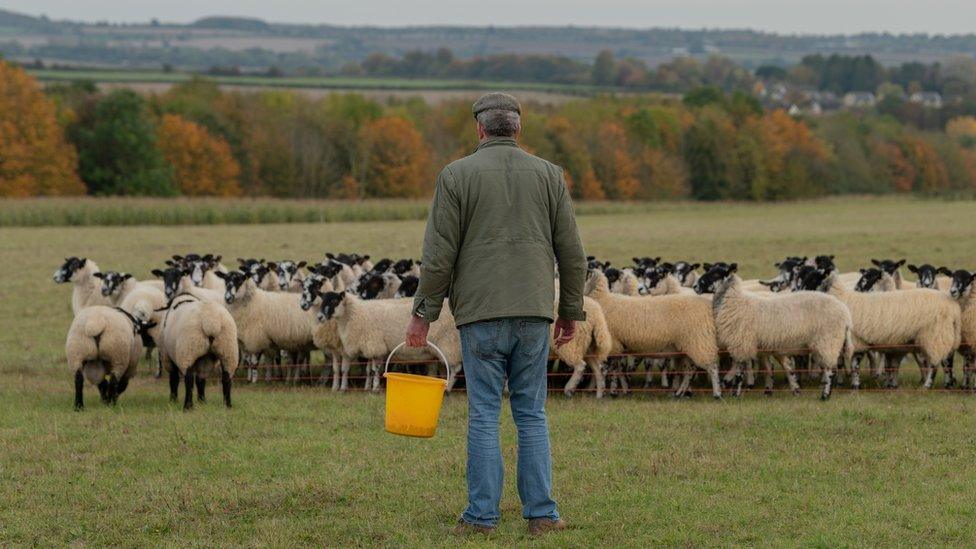 Jeremy Clarkson with sheep on his farm