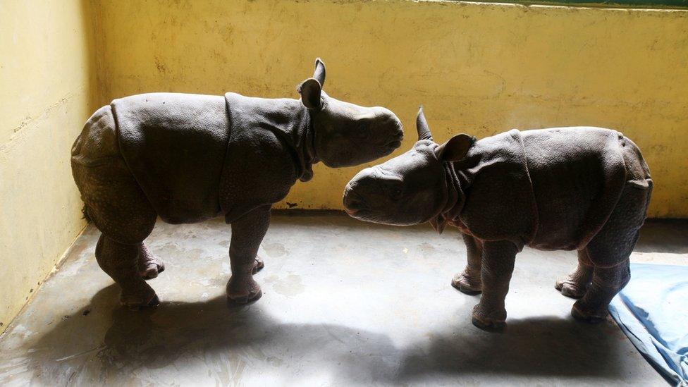 Rescued rhino cubs