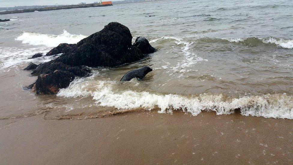 Seal being released