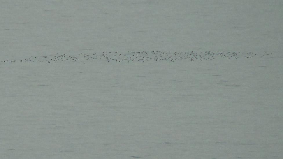 Manx Shearwater