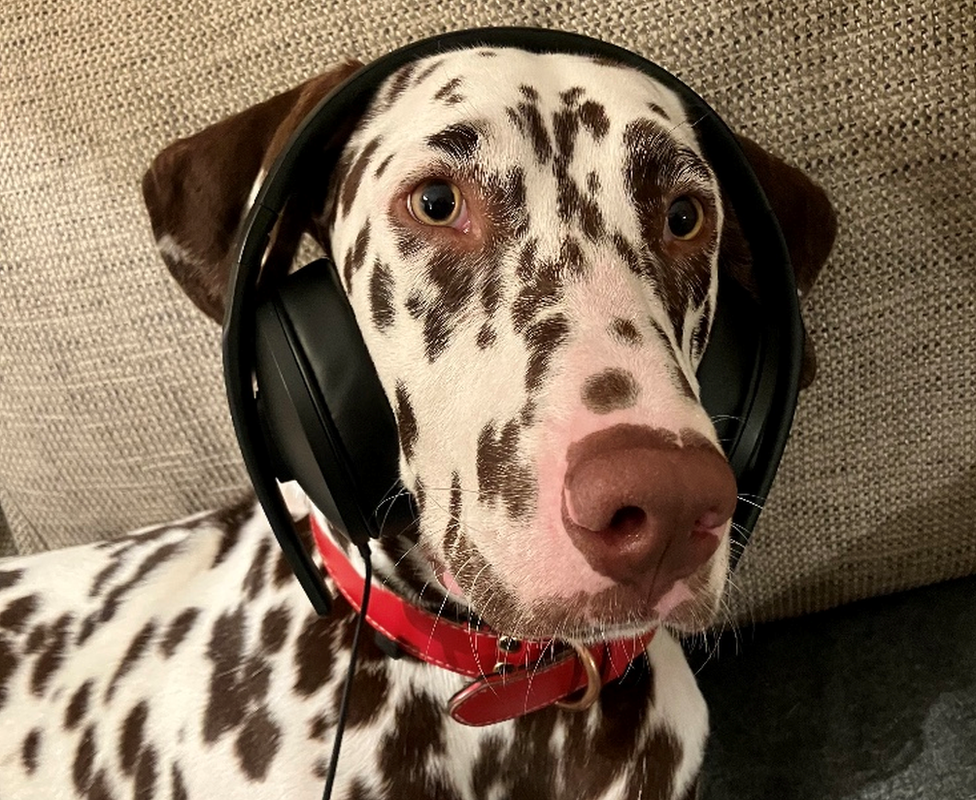 A dog wearing headphones