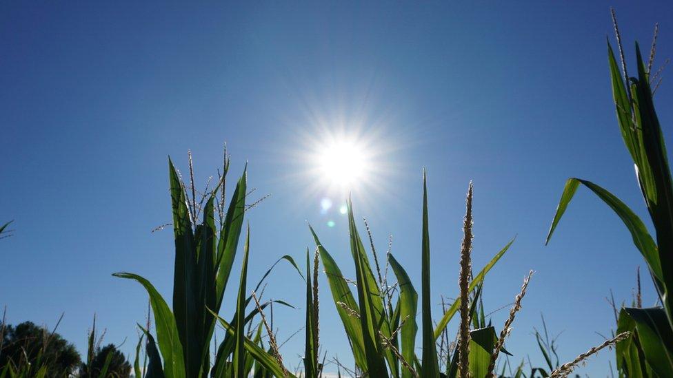 Plants in hot sun/