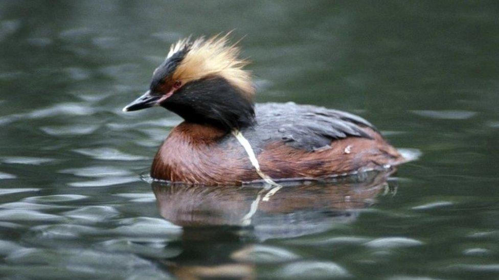 A Slavonian grebe