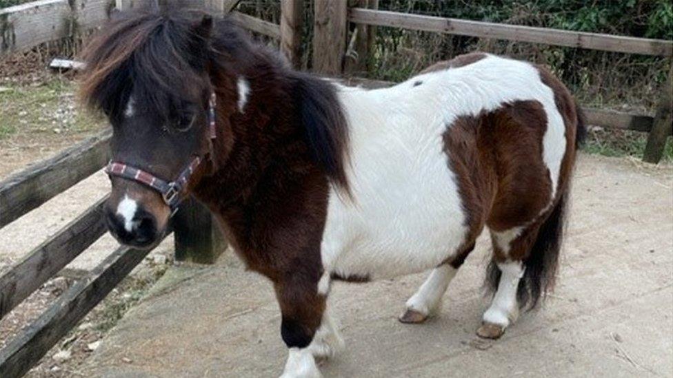 Star the pony in an enclosure