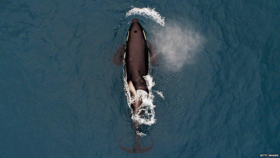 Orca