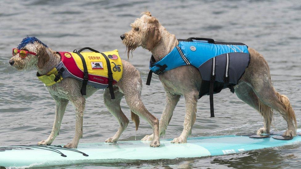 Two dogs on a surfboard