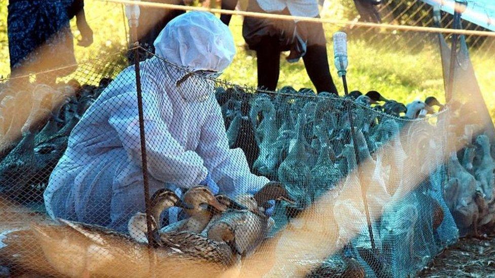 A health official with poultry birds