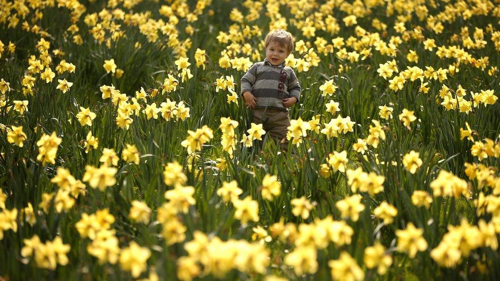 A young boy in a field of daffodils