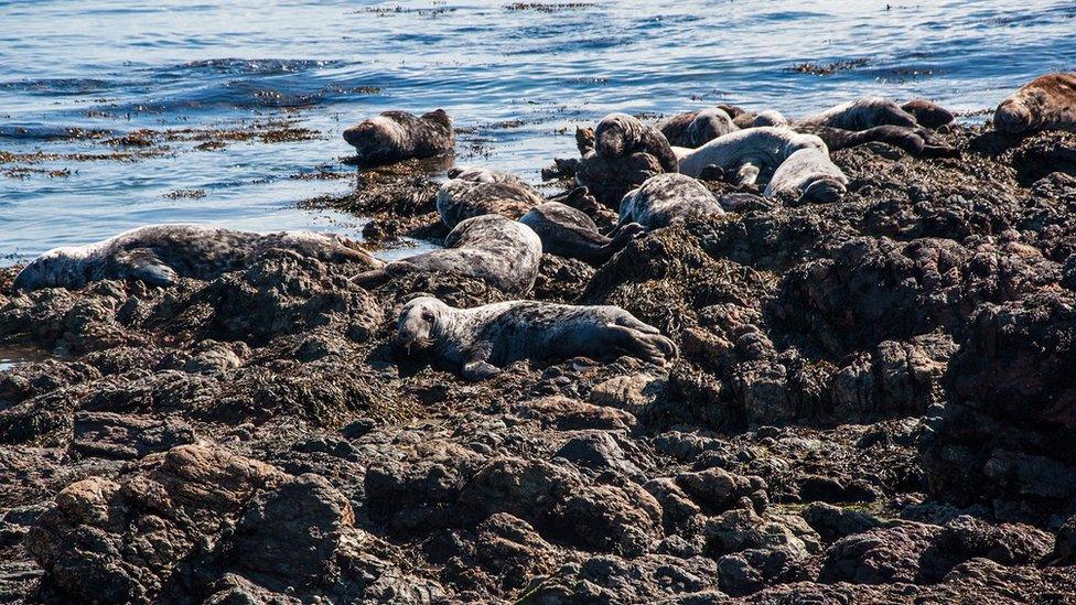 Grey seals on Bardsey Island