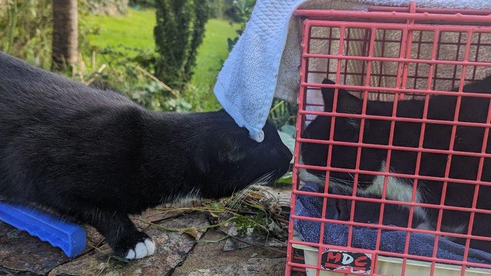 Two cats, one in a pet carrier