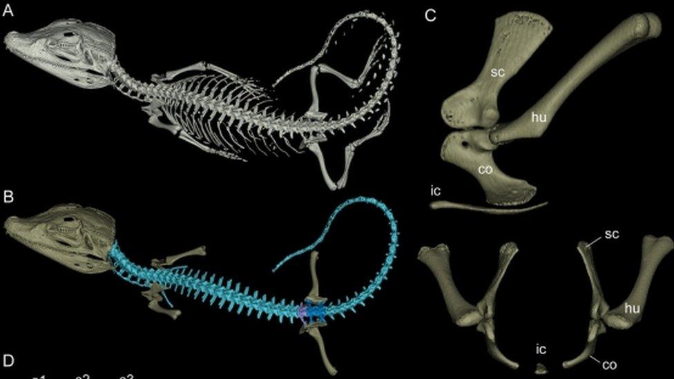 Undated handout image of an information sheet showing the bone structure of an ancient caiman, Purussaurus mirandai