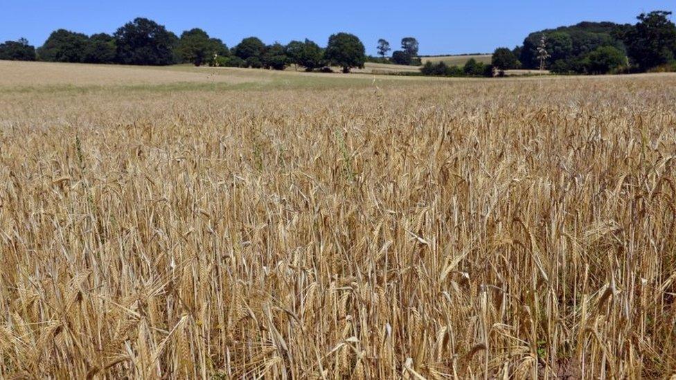 Farmland in Suffolk