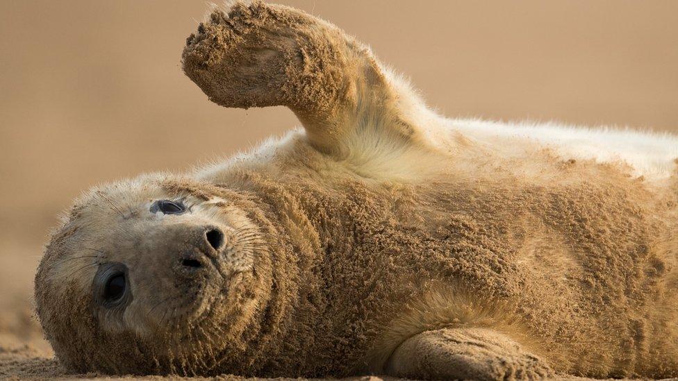 Seal pup at Donna Nook Nature Reserve