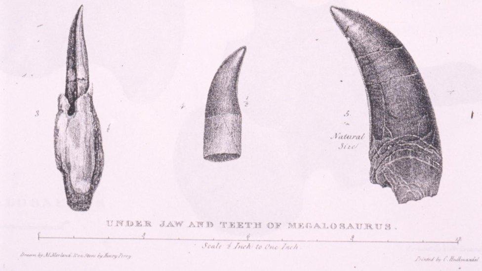 Illustrations by Mary Buckland of Megalosaurus, contained in William Buckland’s 1824 paper