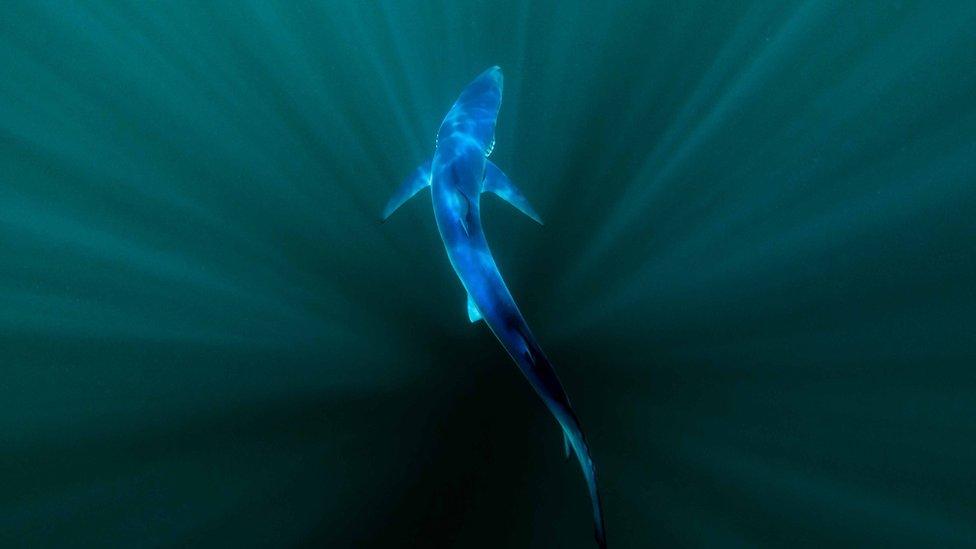 A photograph of a blue shark taken by Robin Fisher