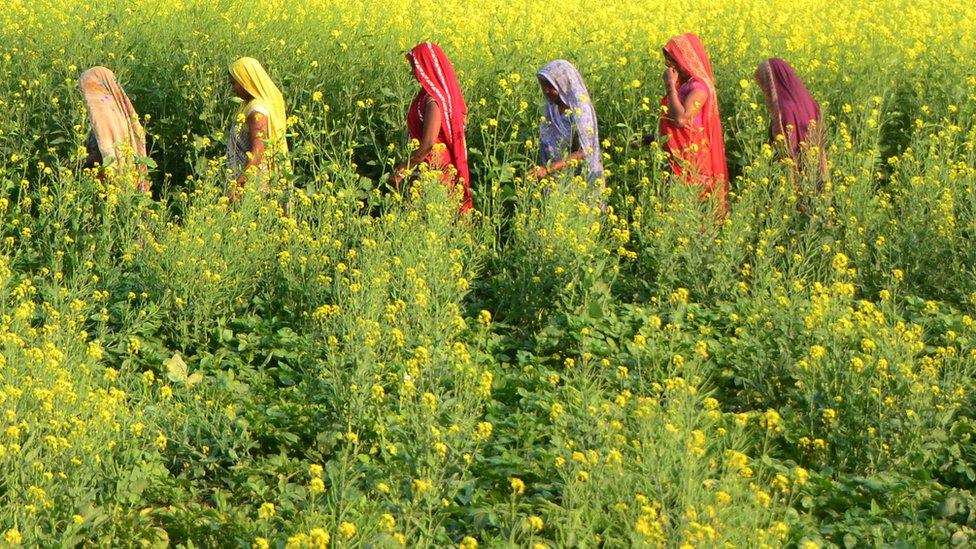 Women in field in Uttar Pradesh