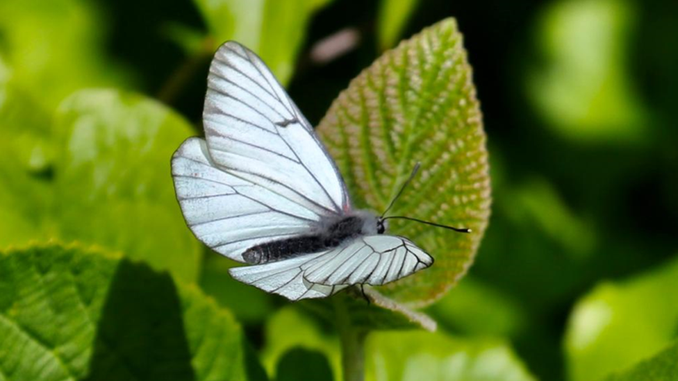 A close-up shot of a butterfly on a leaf