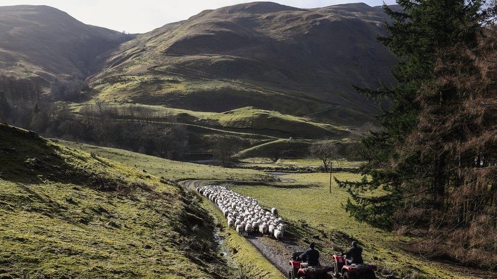 Scottish hill farmers earn less per hectare of land than elsewhere