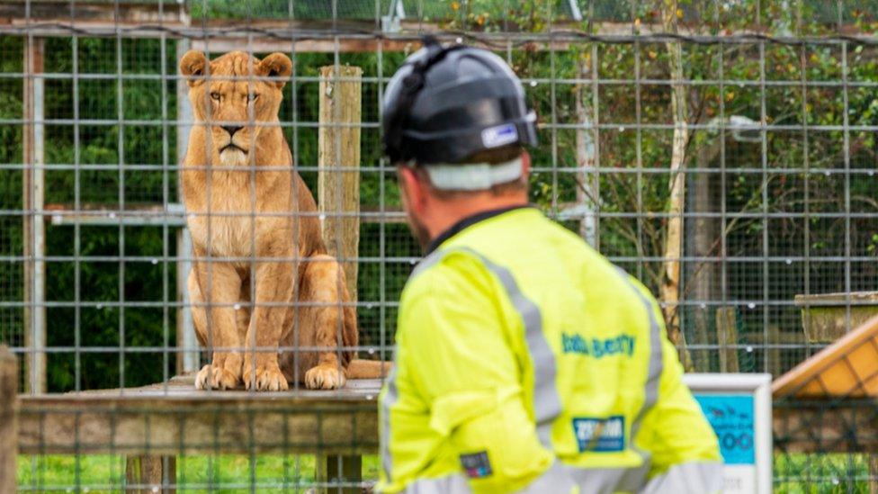 National Grid engineer at Noah's Ark Zoo looking at a lion in its enclosure