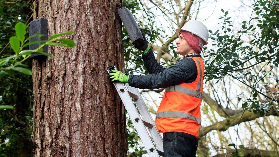 A worker installs bat bozes