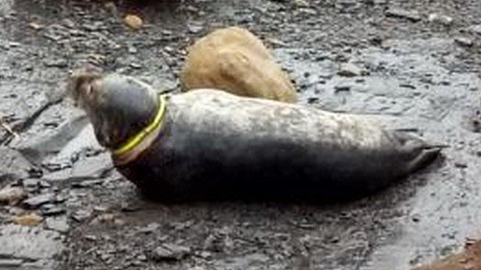 Seal with frisbee around its neck