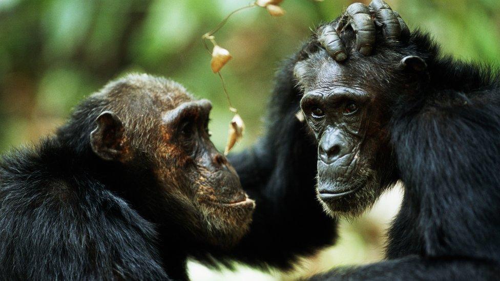 chimps-grooming