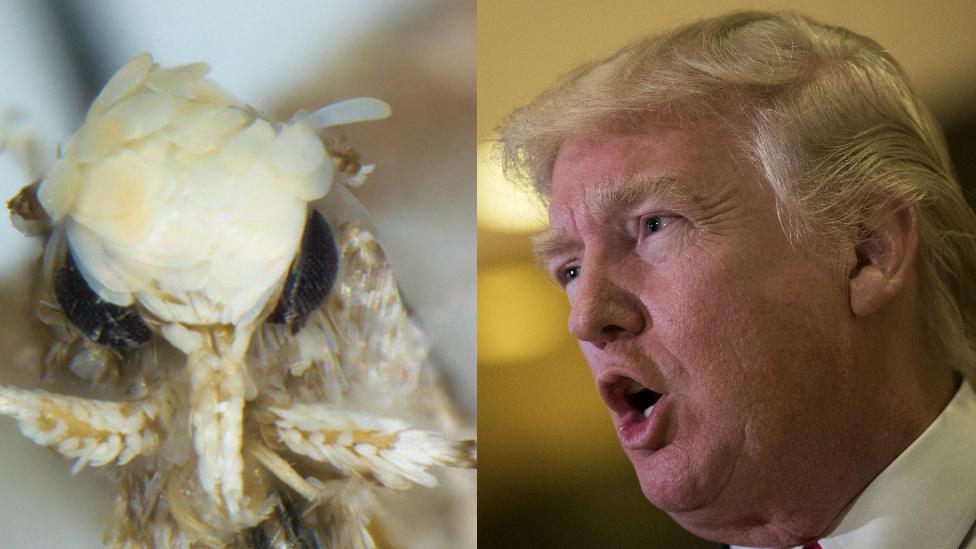 Trump Moth