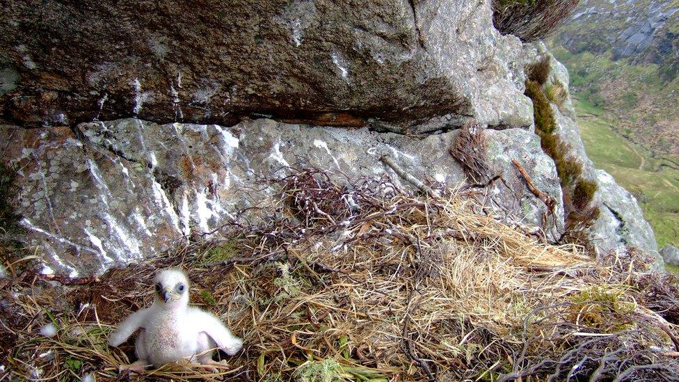 Golden eagle nest