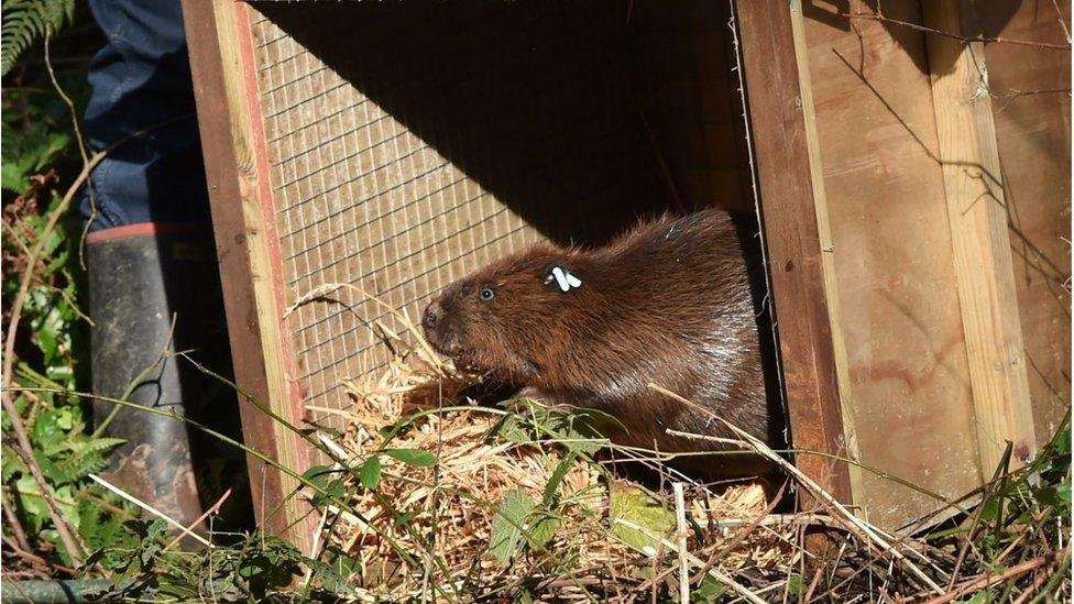 A beaver