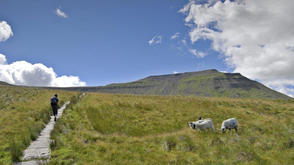 Walker approaches Ingleborough