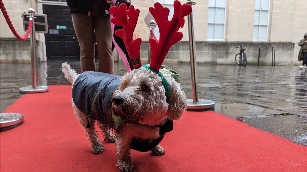 A small terrier dog in red antlers on the red carpet