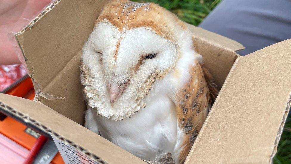 Barn owl chick being weighed