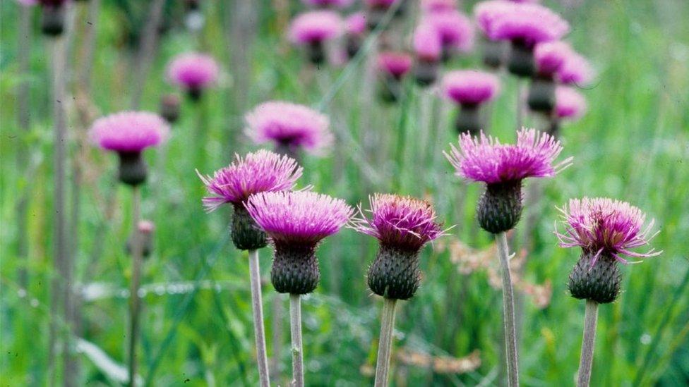 Melancholy thistle