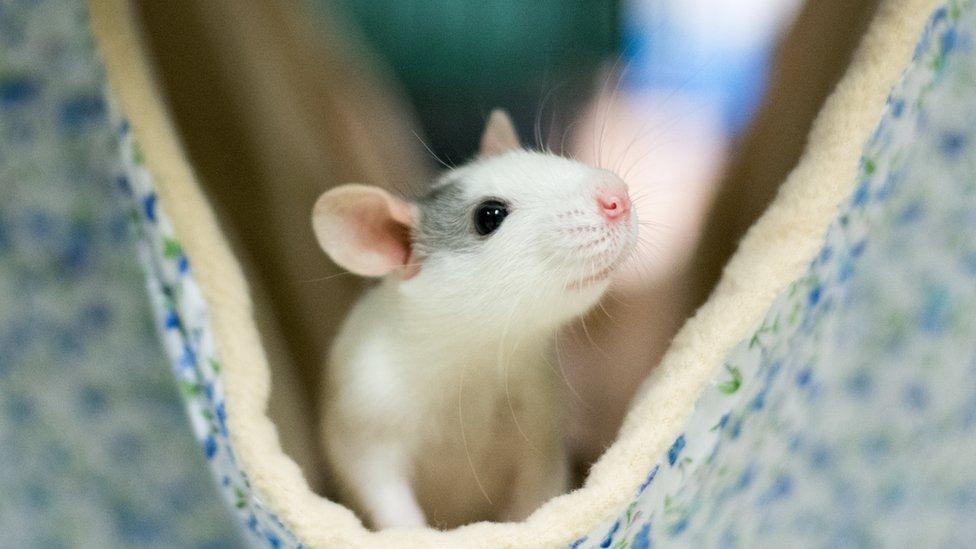 Rat in a hammock