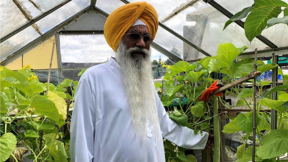 An old Sikh man in a greenhouse holds a giant cucumber attached to the plant.