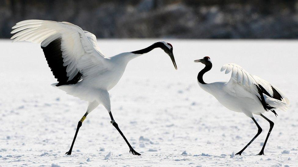 Japanese cranes in a near the village of Tsurui in Japan.