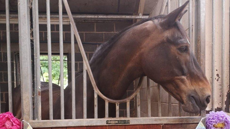 Darwen in his stable