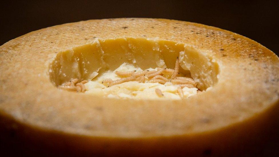 Cheese with maggots inside