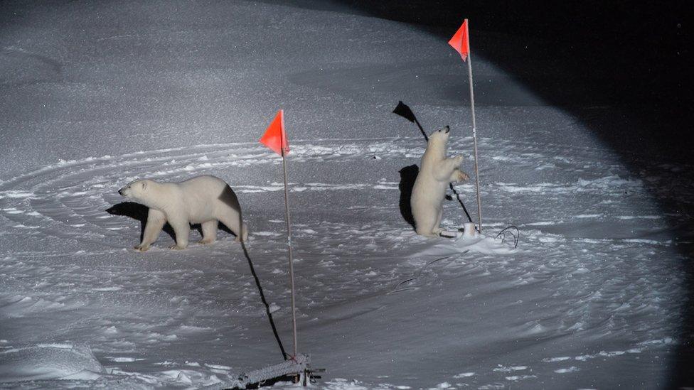 polar-bears-and-flags.