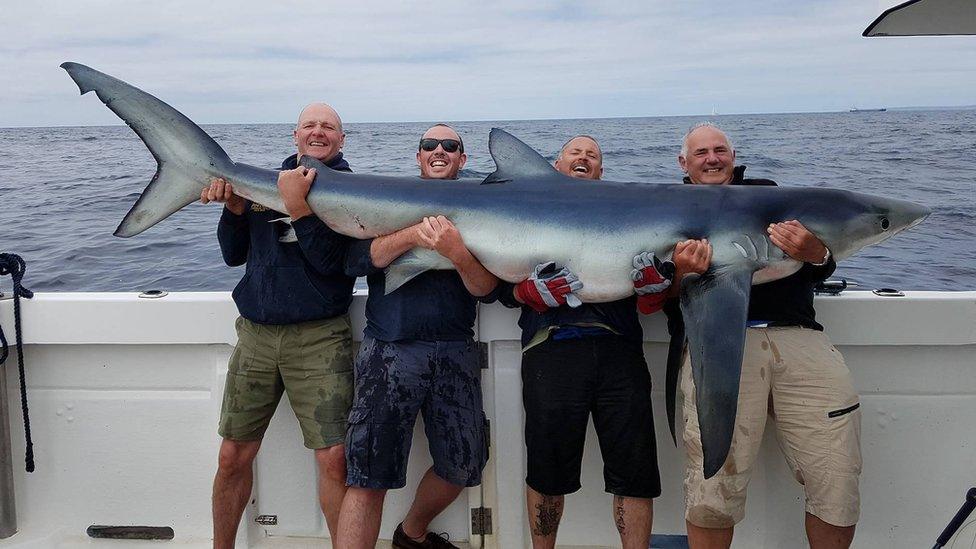 Men holding shark