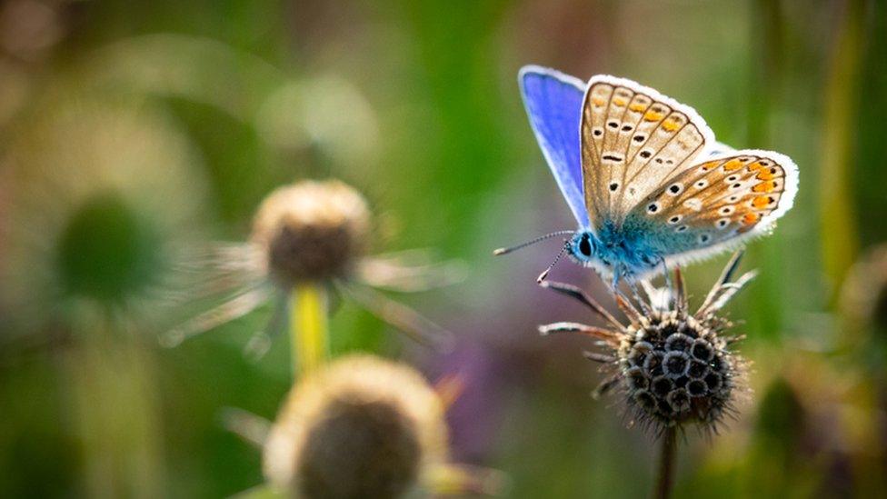 Butterfly on a flower