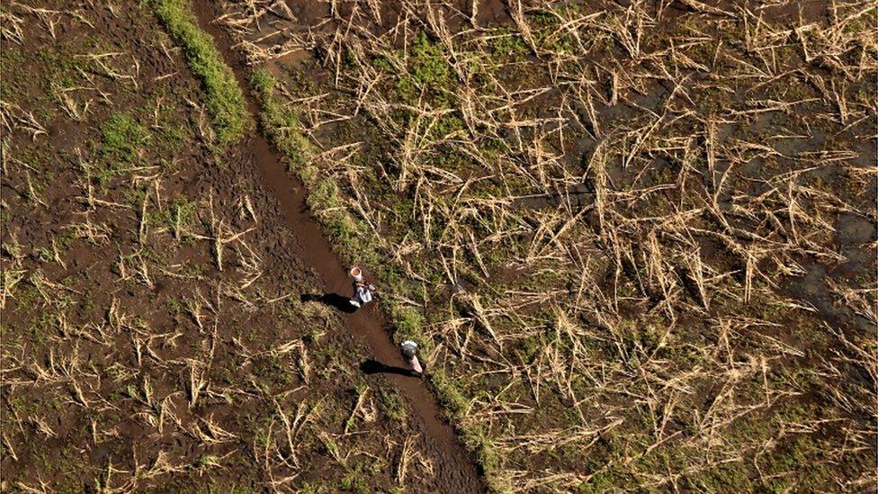 Women walk past flattened crops near John Segredo north of Beira, Mozambique, in the aftermath of Cyclone Idai, March 24, 2019