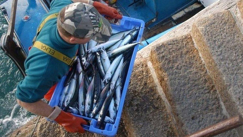 Fisherman bringing in mackerel catch in Cornwall