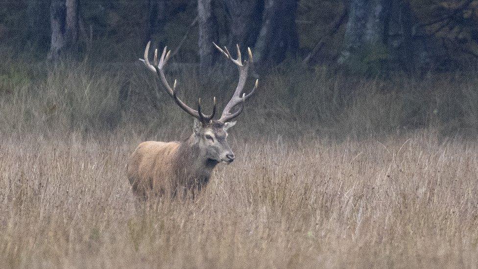 Red deer