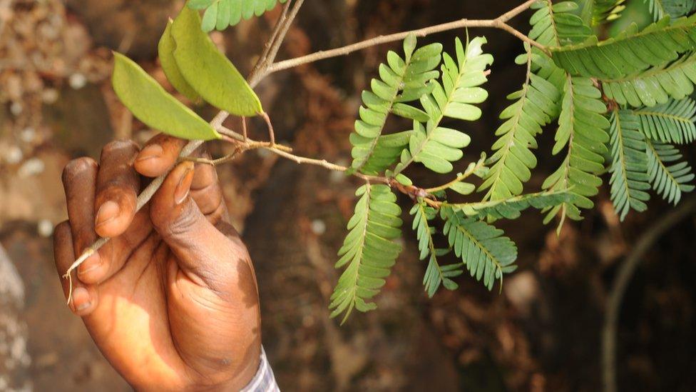 A rainforest tree from Guinea