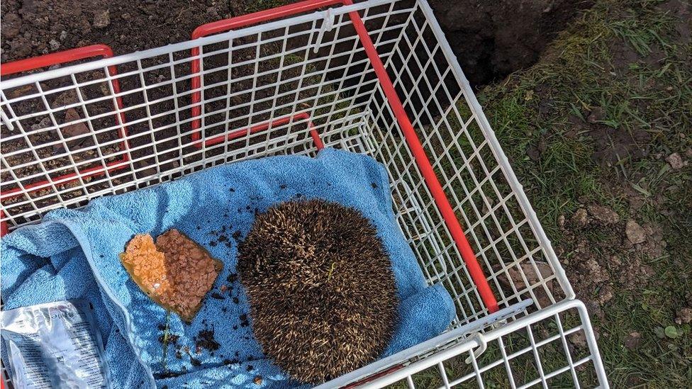 The hedgehog following its rescue