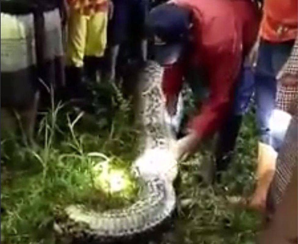 Image of a man cutting open a huge snake with a long knife, while villagers look on. Salubiro village, Karossa, Central Mamuju, West Sulawesi, Indonesia. Published by Tribun Timur on 28 March 2017.