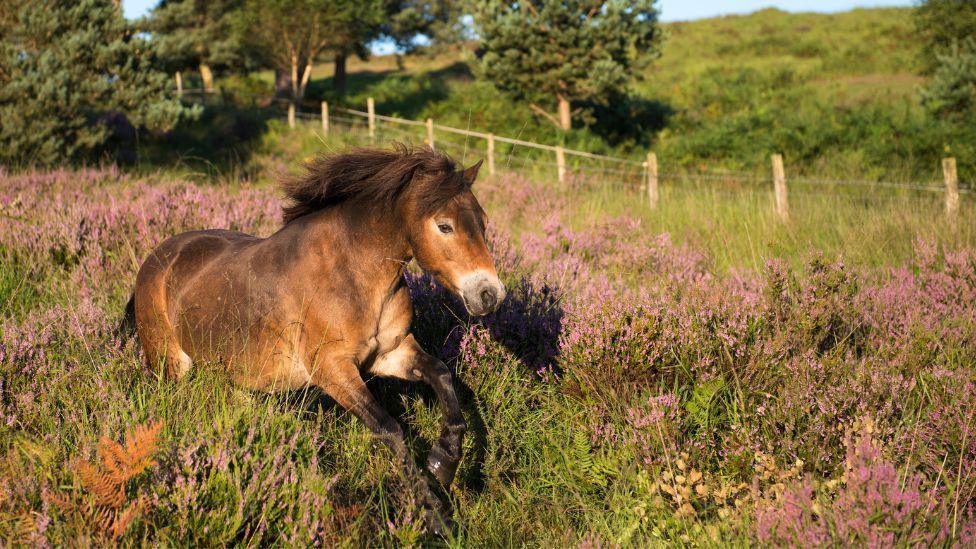 An Exmoor pony running through a field. There is a grassy hill in the background, as well as fencing. 