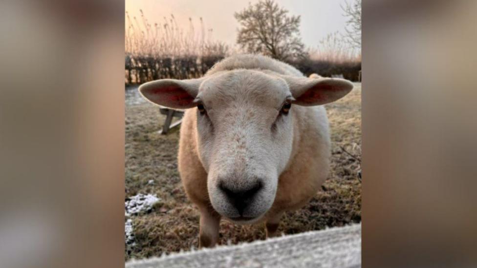 Blossom the sheep, pictured in a field