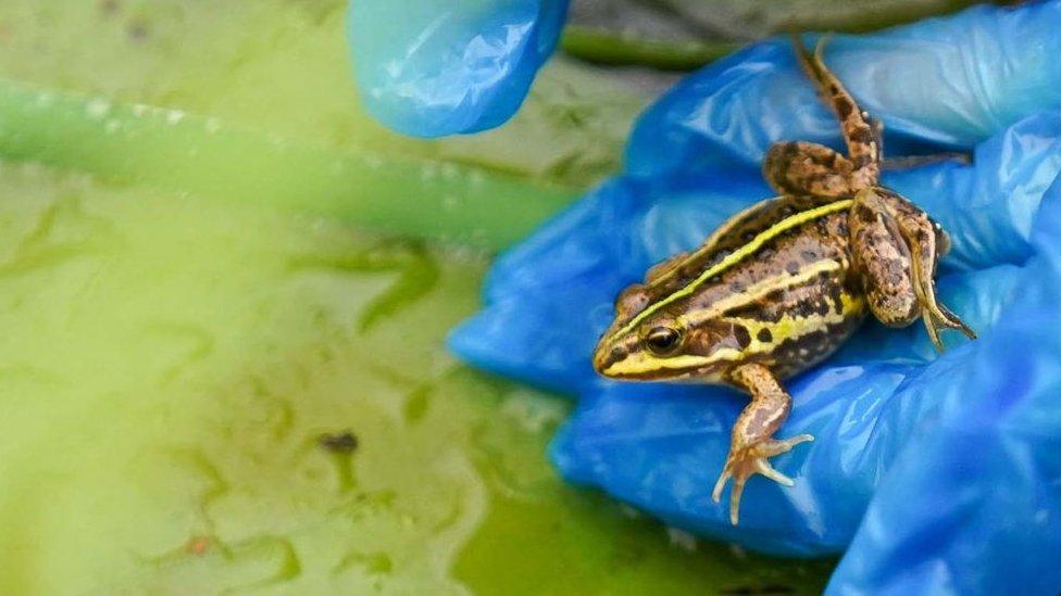 Northern pool frog